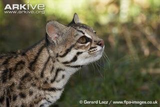 Illustration for article titled Caturday - Leopardus tigrinus Edition